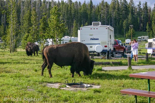 Yellowstone-buffalo-11