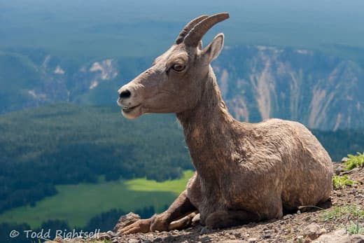 Yellowstone-goat-17