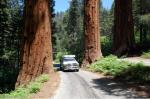 fwc-sequoia-np-1.jpg