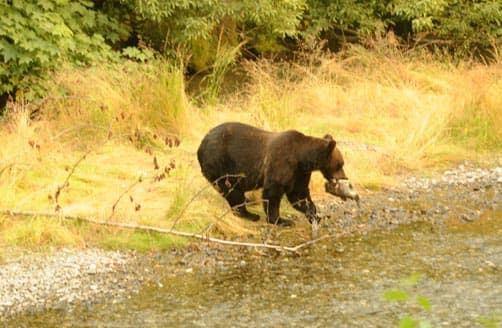 Bear eating salmon in Alaska