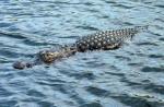 Everglades National Park Anhinga Trail alligator