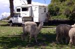 Peru puno our alpaca friends