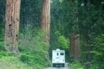 adv-sequoia-bigtrees.jpg