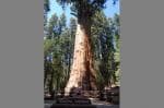 adv-sequoia-shermantree.jpg