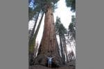 adv-sequoiatom.jpg