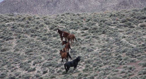 Fang Ridge wild horses