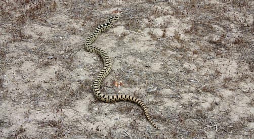 Great Basin Gopher Snake, Nevada