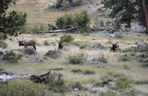 Elk bugling in Rocky Mountain National Park