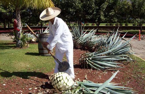 An “El Jimador” removing the husk of the Agave root ball