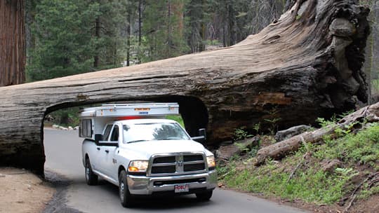 measure-four-wheel-tree